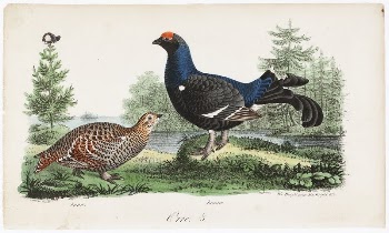 Black grouse, male and female. | Free Photo - rawpixel