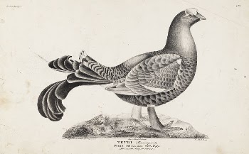 Black grouse, male, from the incomplete | Free Photo - rawpixel