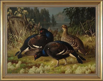 Black grouse, two cocks and | Free Photo - rawpixel
