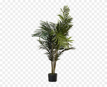 Black Hammock Palm Tree With Pot By Beachcrest Home - Palm Trees