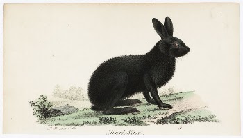 Black hare, illustration for tidskrift | Free Photo - rawpixel