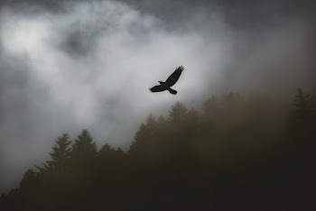 Black Hawk Soaring