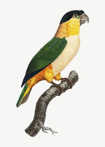 Black-Headed parrot bird, vintage animal | Free PSD Illustration - rawpixel