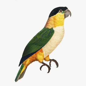 Black-Headed parrot bird, vintage animal | Free PSD Illustration - rawpixel