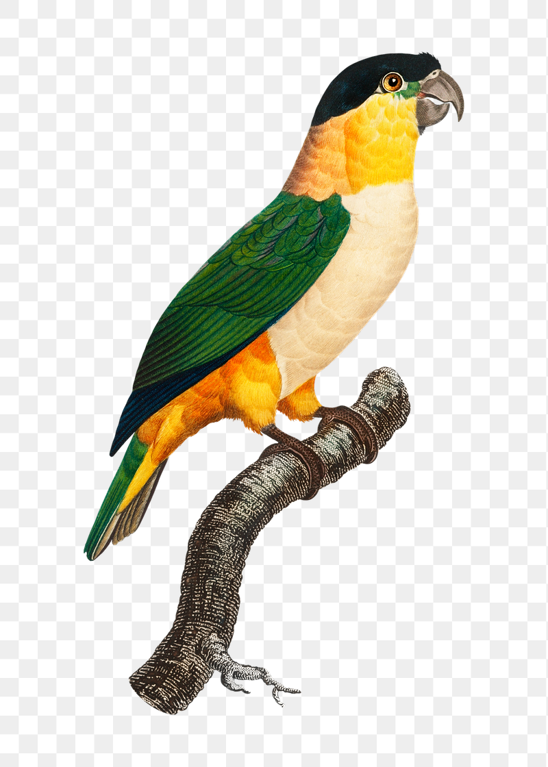 Black-Headed parrot png bird sticker, | Free PNG Illustration - rawpixel