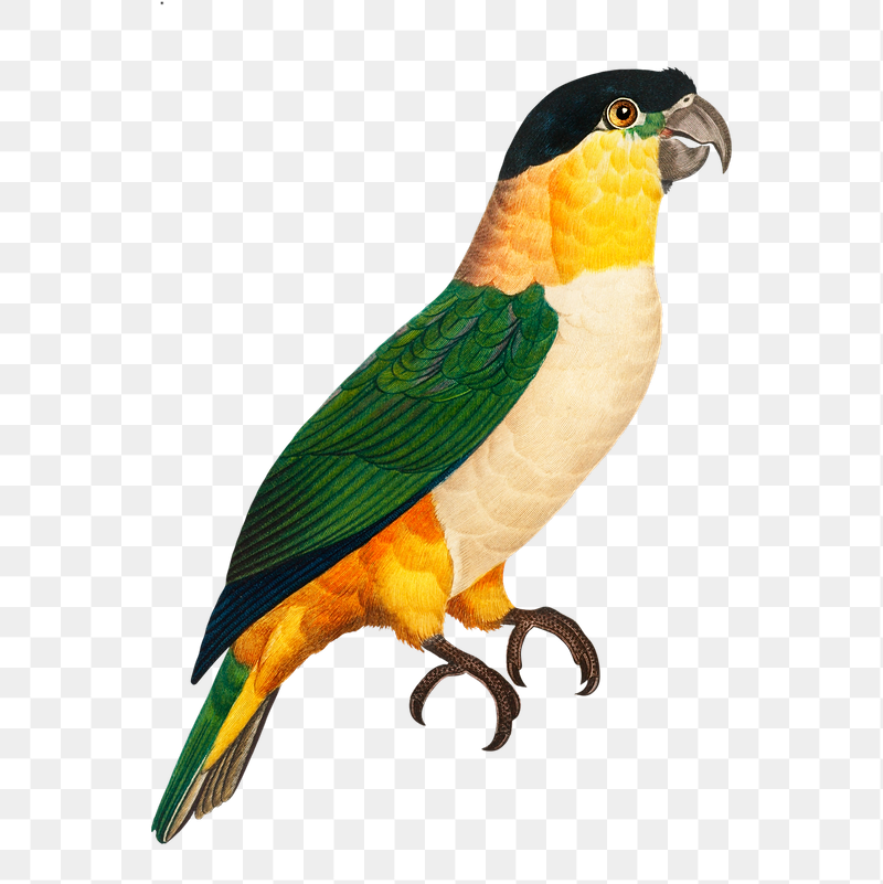 Black-Headed parrot png bird sticker, | Free PNG Illustration - rawpixel