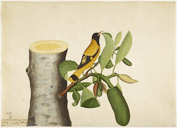Black-hooded Oriole and Insect on Jackfruit | Free Photo - rawpixel