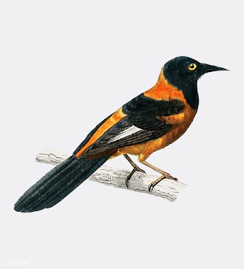 Black-hooded oriole (Xanthornus aurantius) il.. | Free stock vector - 467330