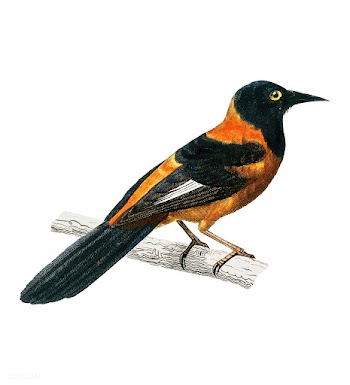 Black-hooded oriole (Xanthornus aurantius) il.. | Free stock vector - 467359