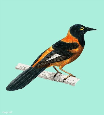 Black-hooded oriole (Xanthornus aurantius) il.. | Free stock vector - 467374