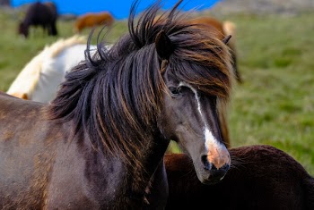 Black Horse