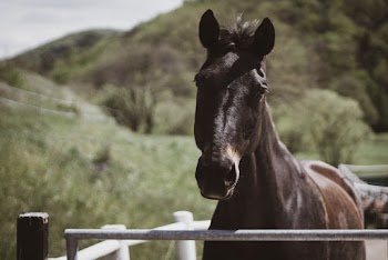 Black Horse
