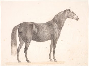 Black horse by Christian David | Free Photo - rawpixel