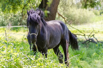 Black Horse Grazing on Bush