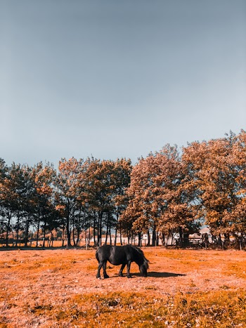Black Horse Grazing on Grass