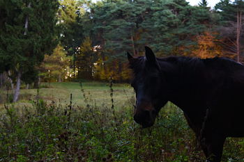 Black Horse in Field