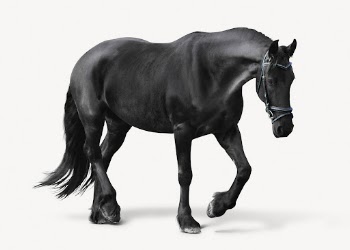 Black horse isolated on white, | Free PSD - rawpixel