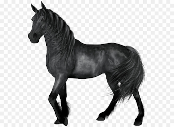 Black Horse PNG American Paint Horse American Quarter Horse ...