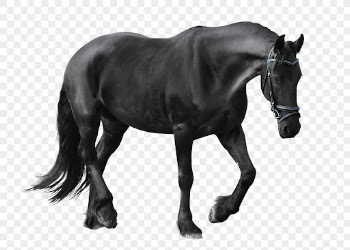 Black horse png clipart, pet, | Free PNG - rawpixel
