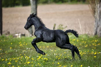 Black Horse Running on Grass Field With Flowers