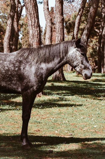 Black Horse Standing on Grass Near Trees