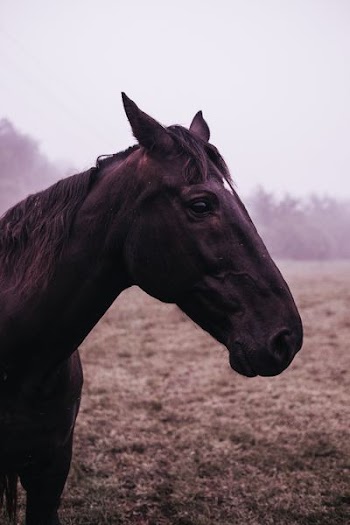 black horse surrounded with mist