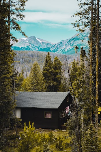 Black House Surrounded by Green Trees