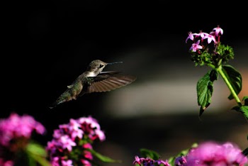 Black Hummingbird Flying Near Flower