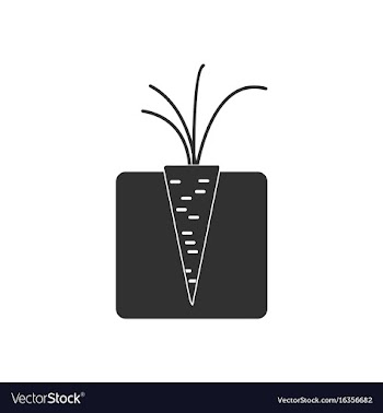 Black icon on white background turnips in the vector image