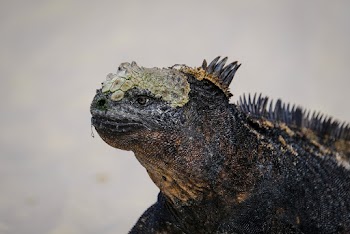Black Iguana In Close-up Photography