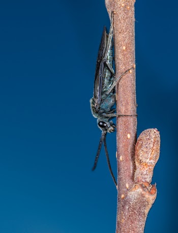Black Insect