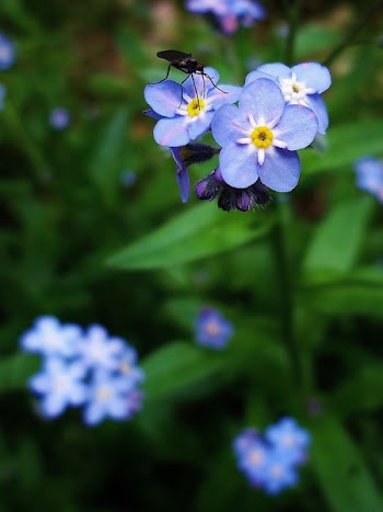 Black Insect on Blue and Yellow Flowers in Macro Lens Photography