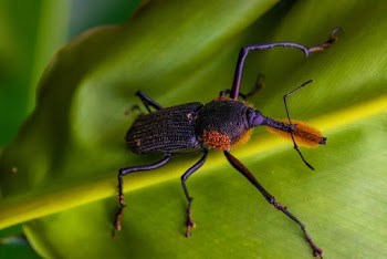 Black Insect on Green Leaf