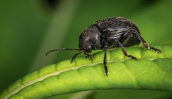 Black Insect On Leaf