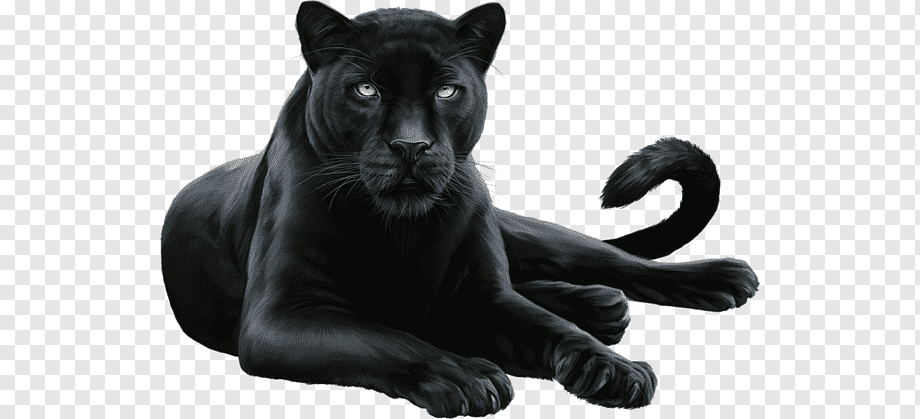 black jaguar art, Black Panther Leopard Felidae Cougar, Black Panther, mammal, cat Like Mammal, carnivoran png