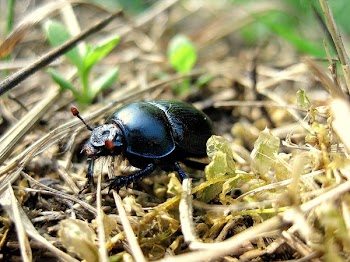 Black June Bug