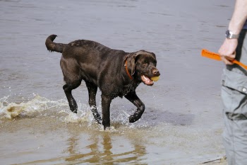 Black Labrador 