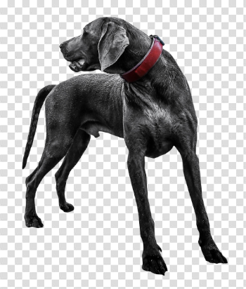 Black Labrador Dog Transparent PNG Image - PngPix