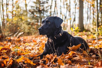 Black Labrador Retriever Sitting on Dried Leaves