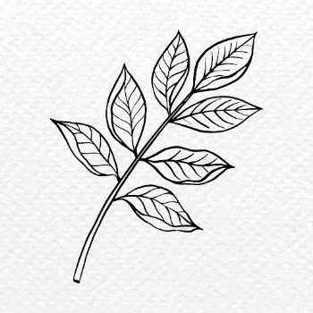 Black leaf sticker, vintage botanical | Free Vector Illustration - rawpixel