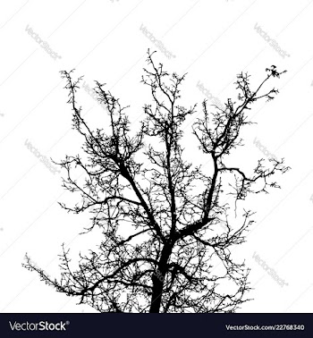 Black leafless tree branches vector image