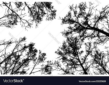 Black leafless tree branches vector image