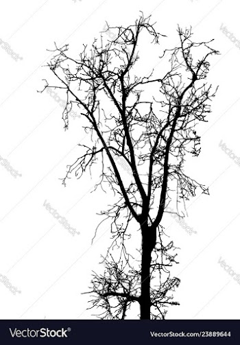 Black leafless tree branches vector image