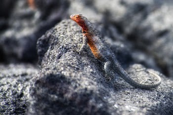 Black Lizard on Stone