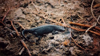 Black Lizard Surrounded With Twigs