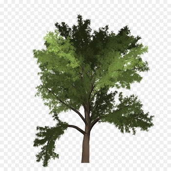 Black locust Image Tree Portable Network Graphics Download - tree 