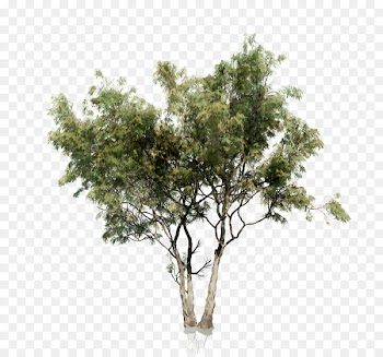 Black locust Tree Portable Network Graphics Image Vector graphics -  