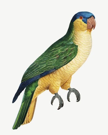 Black-lored parrot bird, vintage animal | Free PSD Illustration - rawpixel