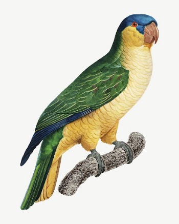 Black-lored parrot bird, vintage animal | Free PSD Illustration - rawpixel