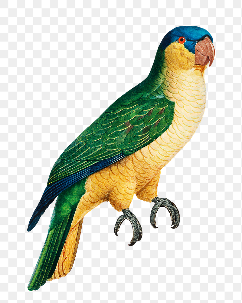 Black-lored parrot png bird sticker, | Free PNG Illustration - rawpixel